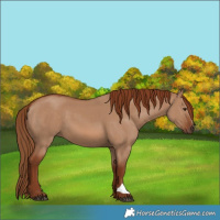 Horse Color:Red Dun 