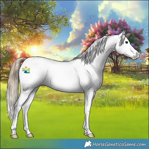 Horse Color:Buckskin Roan Appaloosa Rabicano 