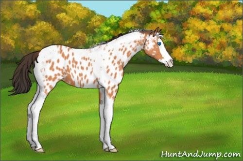 Horse Color:Bay Splash Tobiano Appaloosa