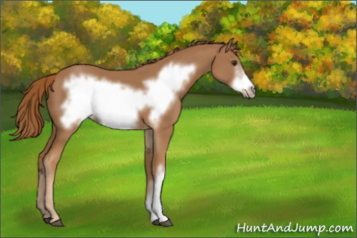 Horse Color:Chestnut Frame