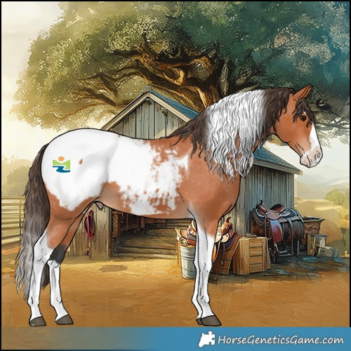 Horse Color:Bay Splash Tobiano Appaloosa 