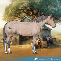 Horse Color:Bay Tobiano Appaloosa 