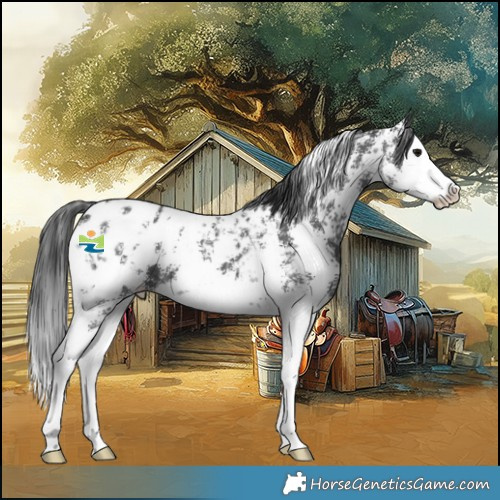 Horse Color:Black Sabino Splash Appaloosa 