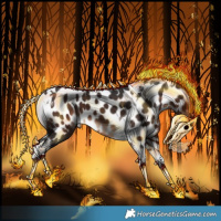 Horse Color:Brown Splash Tobiano Appaloosa