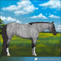 Horse Color:Smoky Blue Roan