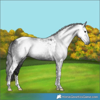 Horse Color:Gray Black Tobiano 