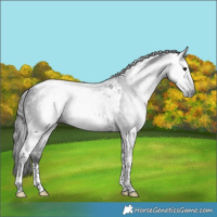 Horse Color:Gray Black Tobiano