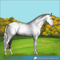 Horse Color:Gray Silver Black Tobiano 