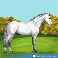 Horse Color:Gray Black Tobiano 