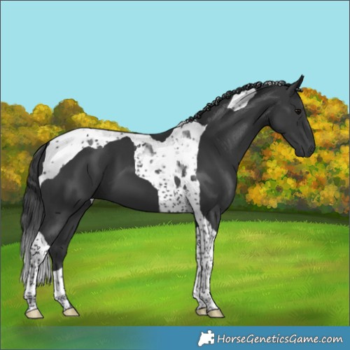 Horse Color:Black Tobiano 