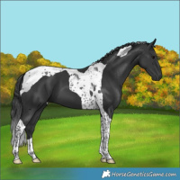 Horse Color:Black Tobiano 