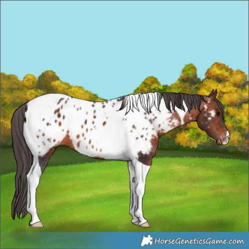 Horse Color:Bay Tobiano Appaloosa 