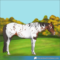 Horse Color:Bay Tobiano Appaloosa 