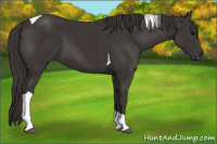 Horse Color:Smoky Black Tobiano 