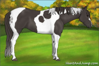 Horse Color:Smoky Black Tobiano 