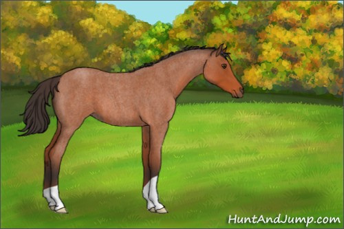 Horse Color:Bay Roan 