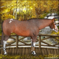 Horse Color:Bay Appaloosa  and Bay Splash Appaloosa 