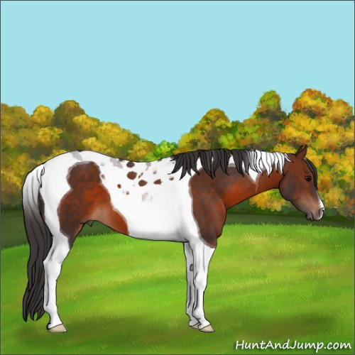 Horse Color:Bay Tobiano 