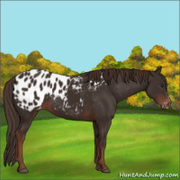 Horse Color:Liver Chestnut Appaloosa 