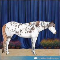 Horse Color:White Spotted Liver Chestnut Splash Appaloosa 