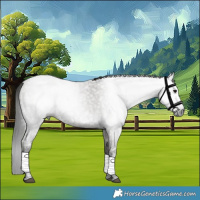 Horse Color:Gray Smoky Grullo Ice Roan 