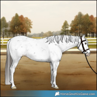 Horse Color:Liver Chestnut Sabino 