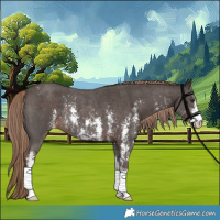 Horse Color:Liver Chestnut Sabino Rabicano