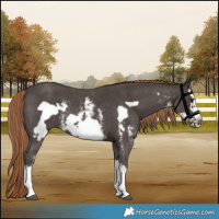 Horse Color:Liver Chestnut Sabino Splash Frame Rabicano 