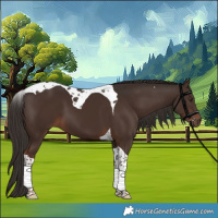Horse Color:Liver Chestnut Tobiano