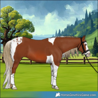 Horse Color:Chestnut Splash Tobiano 