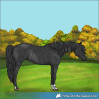 Horse Color:Black and Black Rabicano