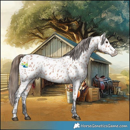 Horse Color:Bay Roan Appaloosa 
