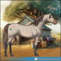 Horse Color:Brown Dun Appaloosa 