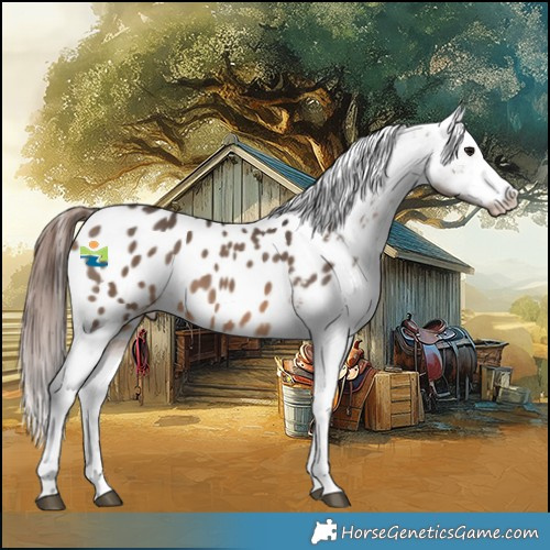 Horse Color:Brown Dun Appaloosa 