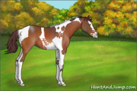 Horse Color:Chocolate Brown Splash Tobiano 