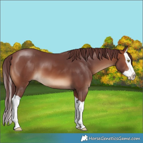 Horse Color:Chocolate Brown Splash 