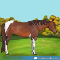 Horse Color:Chocolate Brown Tobiano