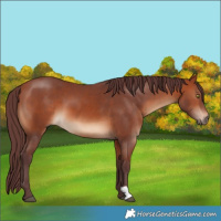 Horse Color:Chocolate Bay 