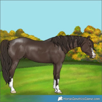 Horse Color:Liver Chestnut 