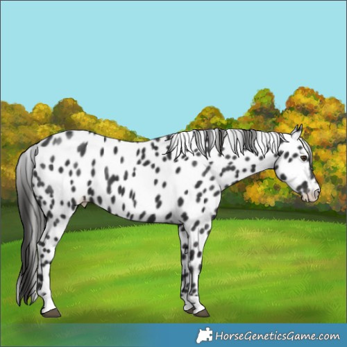 Horse Color:Liver Chestnut Appaloosa 