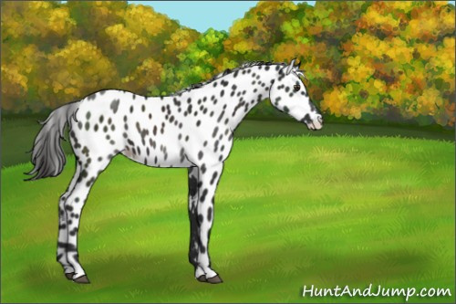 Horse Color:Liver Chestnut Appaloosa 