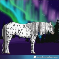 Horse Color:Liver Chestnut Leopard