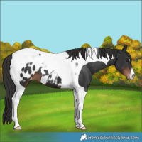 Horse Color:Liver Chestnut Tobiano Blanket 