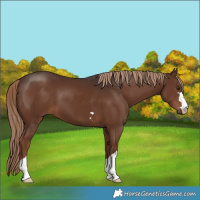 Horse Color:Liver Chestnut 