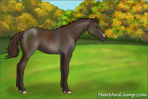 Horse Color:Liver Chestnut