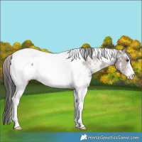 Horse Color:Liver Chestnut Sabino Tobiano Snowcap 