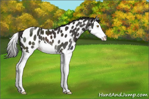 Horse Color:Liver Chestnut Sabino Splash Appaloosa