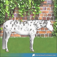 Horse Color:Liver Chestnut Sabino Splash Near Leopard