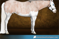 Horse Color:Silver Bay Roan Splash 