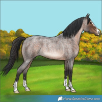 Horse Color:Brown Roan Rabicano 